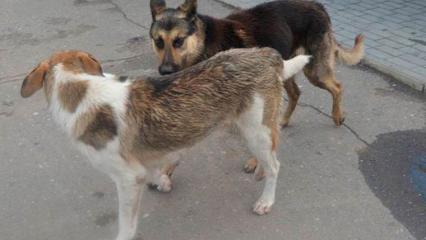 Нижнекамцы набросились на женщину, пожаловавшуюся на бродячих собак в экопарке - НТР 24