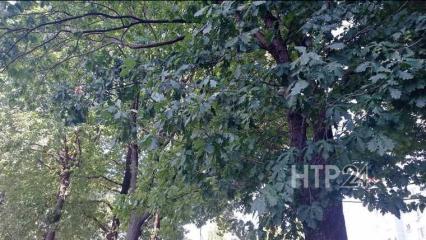 Вместо пяти спиленных дубов в Нижнекамске специалисты высадят 12 новых растений - НТР 24