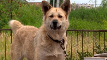 В нижнекамском приюте для животных «Бездомыши» разгорелся конфликт между владелицей и волонтерами - НТР 24