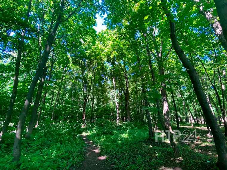 Правительство Татарстана запретило посещение лесов в Нижнекамском районе