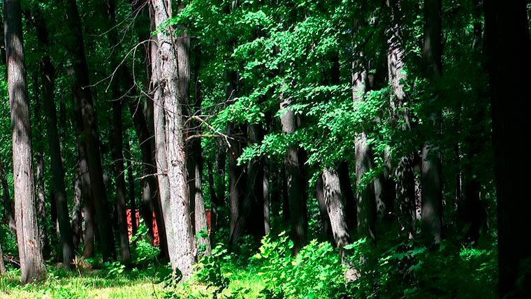 Жителей Нижнекамска убедительно попросили не посещать леса