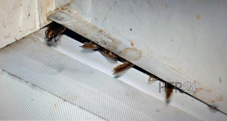 Жителей Нижнекамска атакуют полчища тараканов
