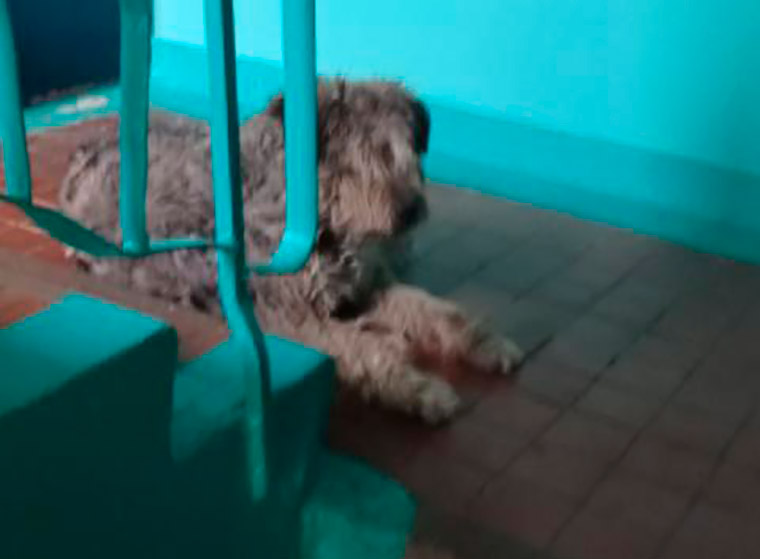 В Нижнекамске поселившая в подъезде собака пугает жильцов многоэтажки