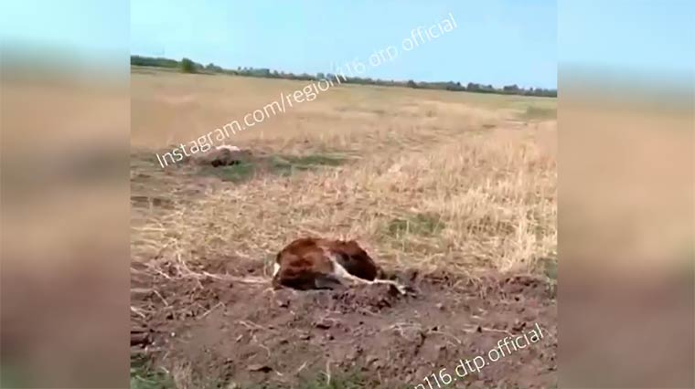 Жительница Татарстана обнаружила телёнка без головы и сняла на видео
