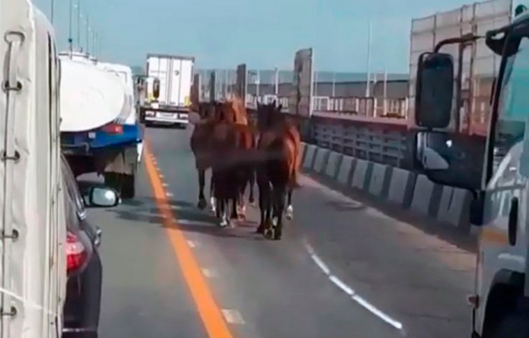 Лошади устроили пробку на мосту Нижнекамской ГЭС