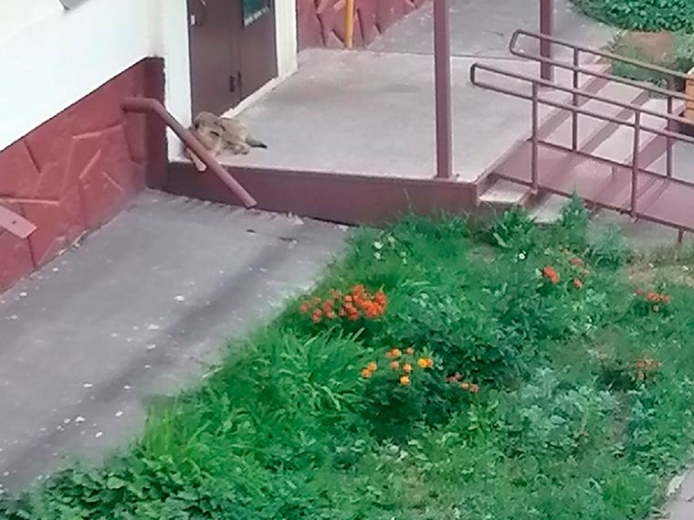 В одном из дворов в Нижнекамске бродячая собака кусает людей