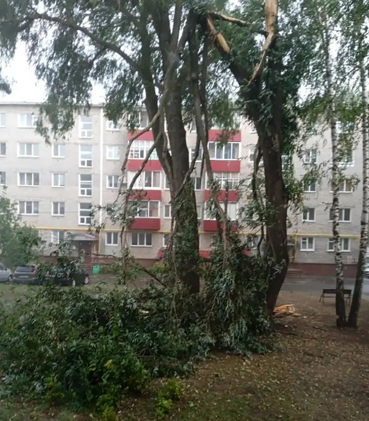 Ветер сломал огромное дерево около дома №7 по ул. Тихая аллея