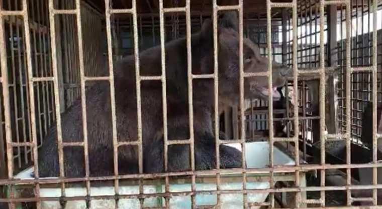 В Нижнекамске медведь принимает душ, спасаясь от аномальной жары