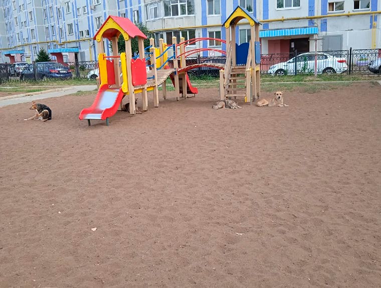 Жительница Нижнекамска показала собак, которые не пускают малышей на детскую площадку
