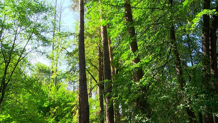Жители Нижнекамска могут получить штраф за посещение леса