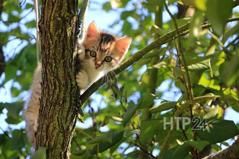 В Казани осудили девушку, которая нашла наркотики, выгуливая кота