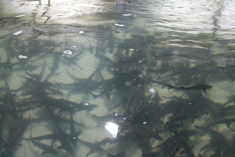 В Нижнекамское водохранилище выпустили более 3 тыс. мальков ценной промысловой рыбы