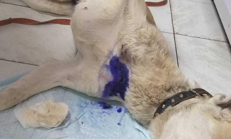 Пёс после операции