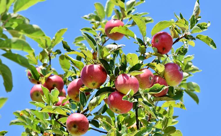 Фермер из Нижнекамского района разобьёт большой яблоневый сад