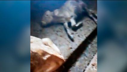 В одном из сёл Татарстана бездомные собаки загрызли более 10 телят
