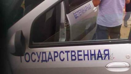 В селе под Нижнекамском прошла бесплатная вакцинация домашних животных от бешенства - НТР 24