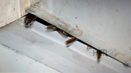 Жителей Нижнекамска атакуют полчища тараканов - НТР 24