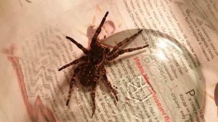 В Татарстане начали находить редких и опасных представителей животного мира - НТР 24