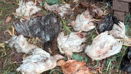 Более полутораста кур уничтожили бродячие собаки в селе под Нижнекамском - НТР 24