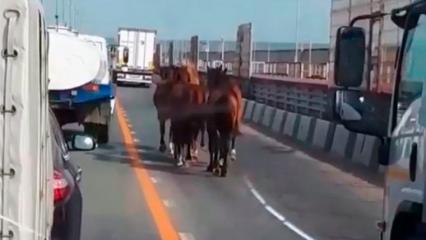 Лошади устроили пробку на мосту Нижнекамской ГЭС