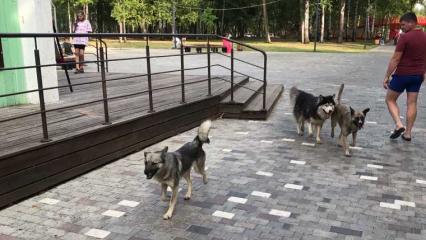 Очевидцы рассказали, что «зубастая троица» разгуливает по Нижнекамску - НТР 24