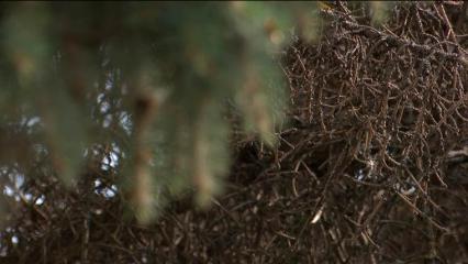 В Нижнекамске из-за аномальной жары погибают ели - НТР 24