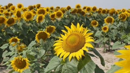 В Татарстан придёт 34-градусная жара - НТР 24