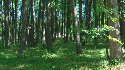 В Татарстане высадили деревья на площади 1400 га - НТР 24