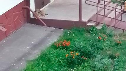 В одном из дворов в Нижнекамске бродячая собака кусает людей - НТР 24