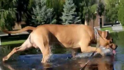 Нижнекамцы спасают своих питомцев от жары в фонтане - НТР 24