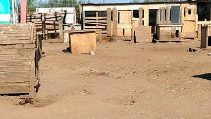 «Всех собак отправлю в город»: хозяйка «Бездомышей» после проверки сообщила о закрытии приюта - НТР 24