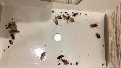 В Нижнекамске сразу два дома «замучили» тараканы - НТР 24