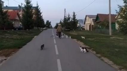В Татарстане на видео сняли «повелителя» котов