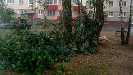 В Нижнекамске устраняют последствия сильного ветра с дождем - НТР 24