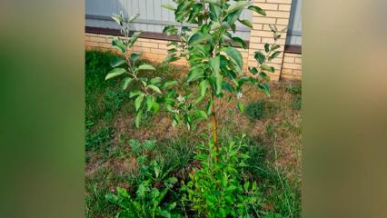 В конце августа в Нижнекамском районе зацвели яблони - НТР 24