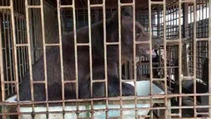 В Нижнекамске медведь принимает душ, спасаясь от аномальной жары - НТР 24