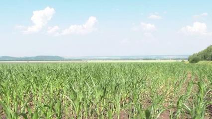 Из-за жары в Нижнекамском районе в 3 раза снизился урожай зерна