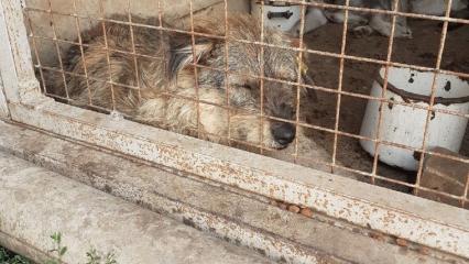 В Нижнекамске собака, которая набрасывалась на людей, нашла хозяев