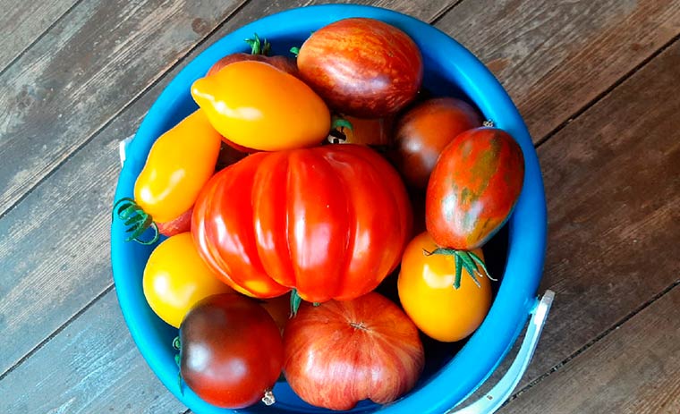 Ведро томатов из Нижнекамска