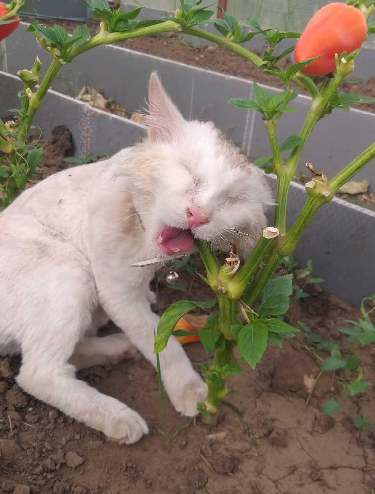 Несмотря на слепоту, кот резвится в огороде