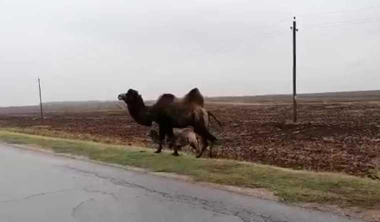 Жители Челнов заметили пасущихся верблюдов недалеко от дороги