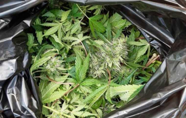 Конопля из татарстана марихуана пол растений