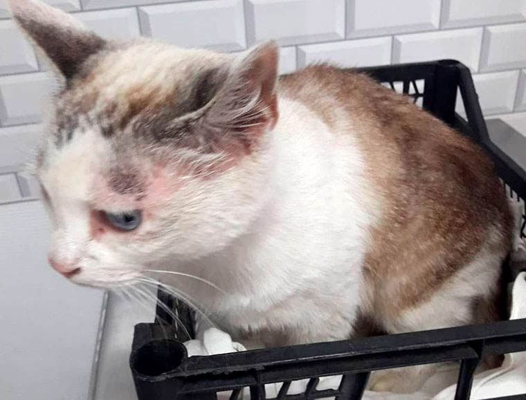 Нижнекамский ветеринар рассказала о выброшенной кошке с опухолью и возросшей жестокости людей