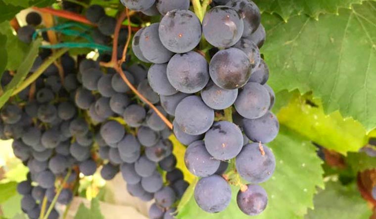 Агроном рассказал о важных нюансах осеннего ухода за виноградом, чтобы не навредить растениям