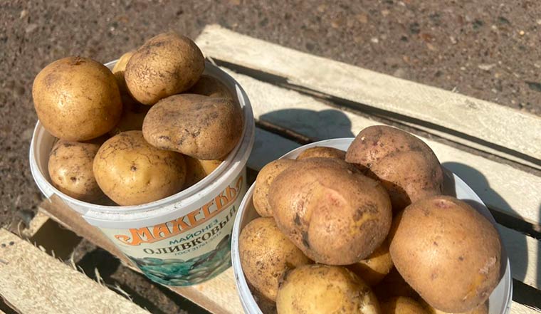 В Татарстане заметили рост цен на картофель, практически в два раза