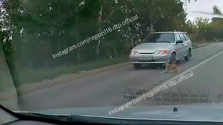 На видеорегистратор попал момент того, как щенок бросается под колеса авто в Татарстане