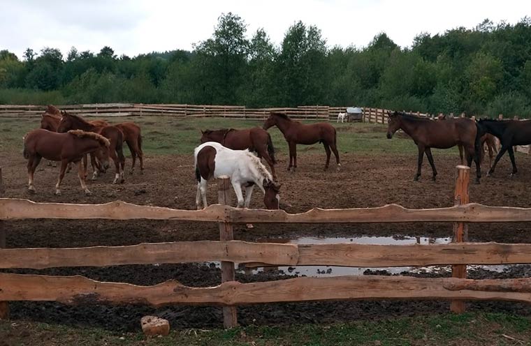 Устроивших побег лошадей с фермы под Нижнекамском заперли на замок