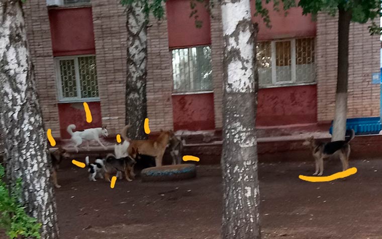 Жители Нижнекамска испугались стаи собак около спорткомплекса «Нефтехимик»