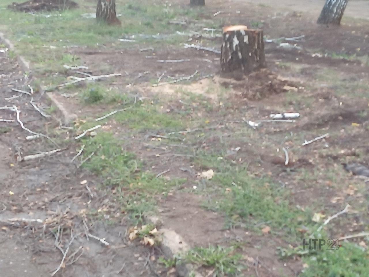 Нижнекамцы после зачистки территории от деревьев «Департаментом ЖКХ» нашли новую проблему
