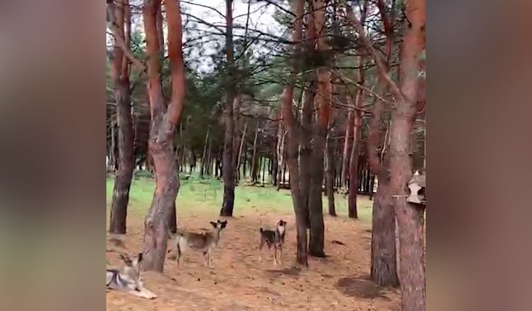 В Нижнекамске бездомные псы охотятся на белок в парке